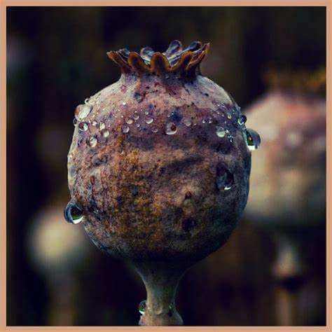 Dark Opium candle inspired image of a dew-covered dried poppy seed pod symbolizing mysterious and luxurious fragrance notes
