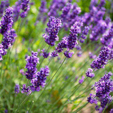 Lavender flowers representing Lavender Scented Sizzlers 150g aromatherapy granules for relaxation