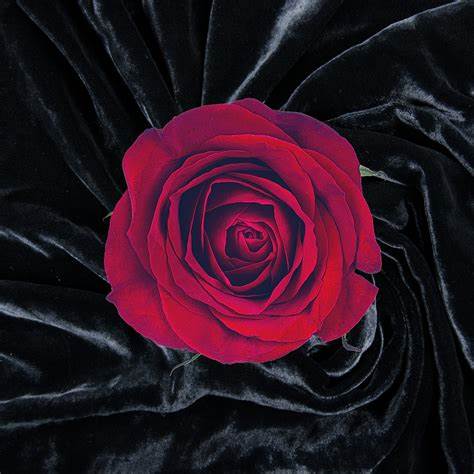 Velvet Rose & Oud - Scented Soy Wax Candle