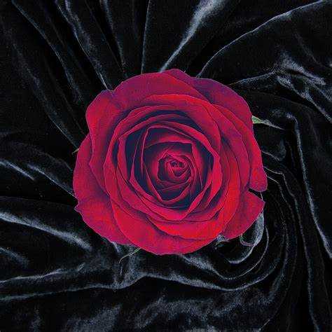 Velvet Rose & Oud Scented Soy Wax Candle | Luxurious Oriental Romance Fragrance | £9.95 My Store