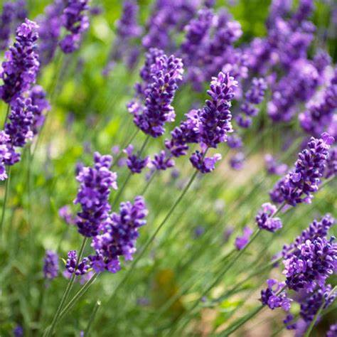 Lavender - Scented Scented Soy Wax Candle